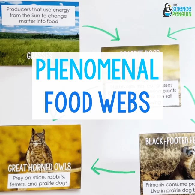Phenomenal Food Webs