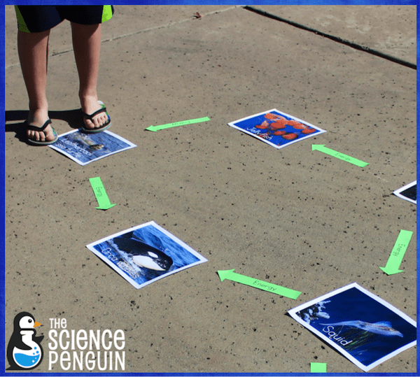 Make your way through an ocean food web!